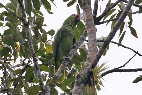 Red-lored Parakeet